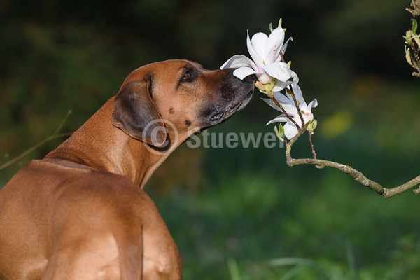 Sabine Stuewer Tierfoto -  ID139786 Stichwörter zum Bild: Querformat, schnuppern, Portrait, Frühjahr, Blüten, einzeln, rotbraun, Hündin, Rhodesian Ridgeback, Hunde