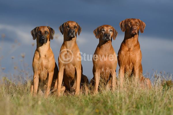 Sabine Stuewer Tierfoto -  ID347401 Stichwörter zum Bild: Querformat, sitzen, Wiese, Himmel, Gruppe, Hündin, Rhodesian Ridgeback, Hunde