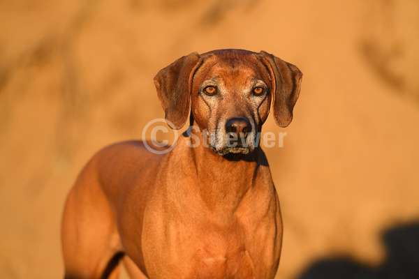 Sabine Stuewer Tierfoto -  ID369562 Stichwörter zum Bild: Portrait, Sand, einzeln, rotbraun, Hündin, alter Hund, Rhodesian Ridgeback, Hunde, Querformat