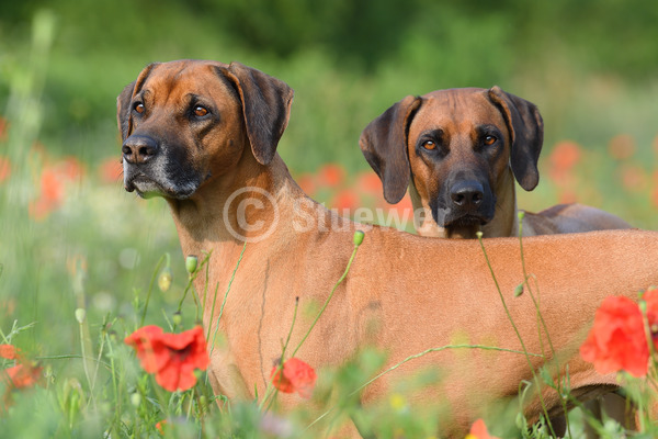 Sabine Stuewer Tierfoto -  ID508344 Stichwörter zum Bild: Querformat, Portrait, Frühjahr, Blumen, Paar, rotbraun, Hündin, Rhodesian Ridgeback, Hunde