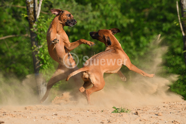 Sabine Stuewer Tierfoto -  ID543653 Stichwörter zum Bild: Querformat, spielen, Sommer, Sand, Paar, rotbraun, Hündin, Rhodesian Ridgeback, Hunde