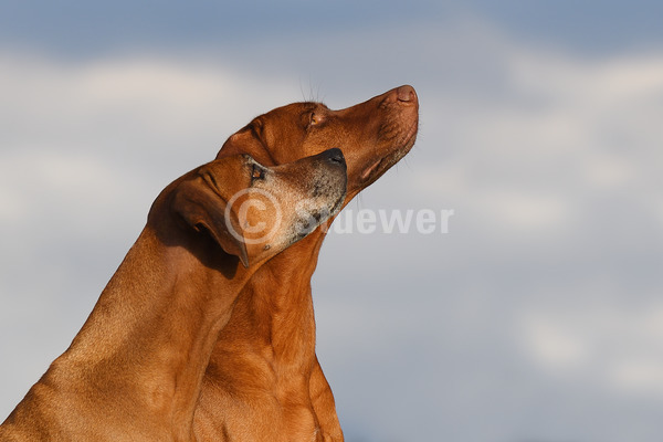 Sabine Stuewer Tierfoto -  ID554993 Stichwörter zum Bild: Querformat, Portrait, Himmel, Paar, Hündin, Rhodesian Ridgeback, Hunde