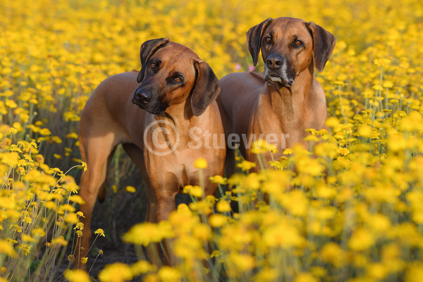 Sabine Stuewer Tierfoto -  ID563433 Stichwörter zum Bild: Querformat, stehen, Sommer, Blumen, Paar, rotbraun, Hündin, Rhodesian Ridgeback, Hunde