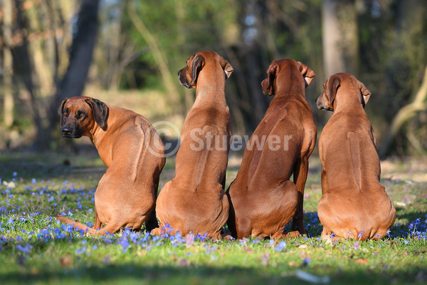 Sabine Stuewer Tierfoto -  ID569453 Stichwörter zum Bild: Querformat, Humor, sitzen, Frühjahr, Blumen, Gruppe, rotbraun, livernose, Hündin, Rhodesian Ridgeback, Hunde
