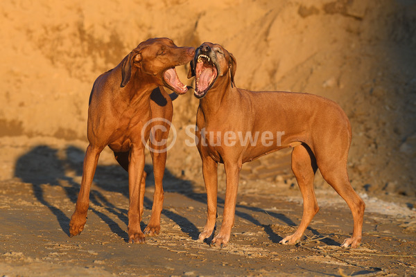 Sabine Stuewer Tierfoto -  ID571188 Stichwörter zum Bild: Querformat, Humor, stehen, gähnen, Sand, Paar, rotbraun, livernose, Hündin, Rhodesian Ridgeback, Hunde