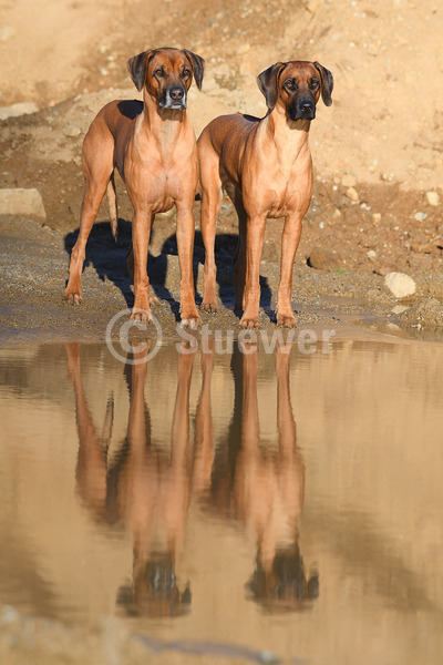 Sabine Stuewer Tierfoto -  ID706621 Stichwörter zum Bild: Hochformat, stehen, Wasser, Sand, Paar, rotbraun, Hündin, Rhodesian Ridgeback, Hunde