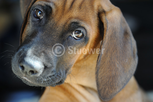 Sabine Stuewer Tierfoto -  ID730526 Stichwörter zum Bild: Querformat, Portrait, Detail, dunkler Hintergrund, einzeln, rotbraun, Welpe, Rhodesian Ridgeback, Hunde