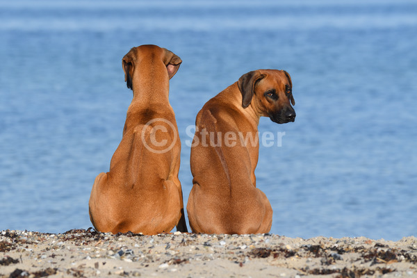 Sabine Stuewer Tierfoto -  ID873725 Stichwörter zum Bild: Querformat, sitzen, Sommer, Wasser, Strand, Paar, rotbraun, Hündin, Rhodesian Ridgeback, Hunde