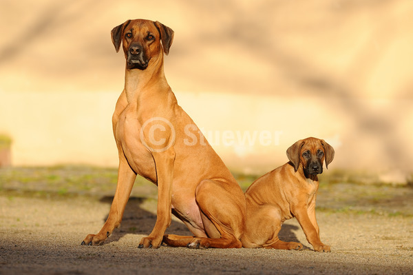 Sabine Stuewer Tierfoto -  ID892031 Stichwörter zum Bild: Querformat, sitzen, Mauer, Paar, rotbraun, Hündin mit Welpe, Rhodesian Ridgeback, Hunde