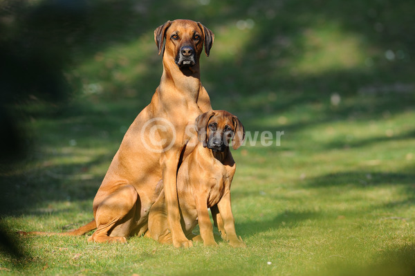 Sabine Stuewer Tierfoto -  ID911322 Stichwörter zum Bild: Querformat, sitzen, Wiese, Paar, rotbraun, Hündin mit Welpe, Rhodesian Ridgeback, Hunde